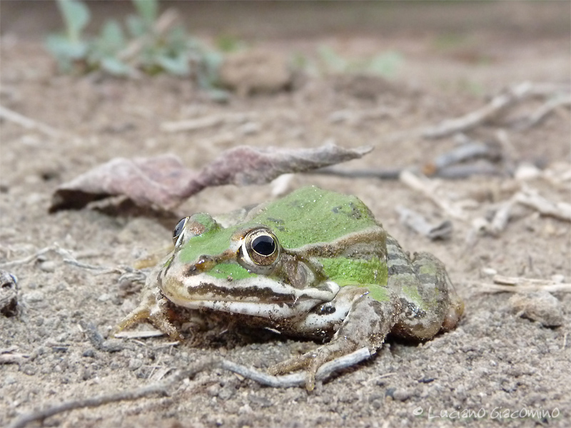 identificazione ranocchia - Pelophylax sp.